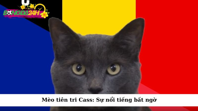 Mèo tiên tri Cass: Sự nổi tiếng bất ngờ